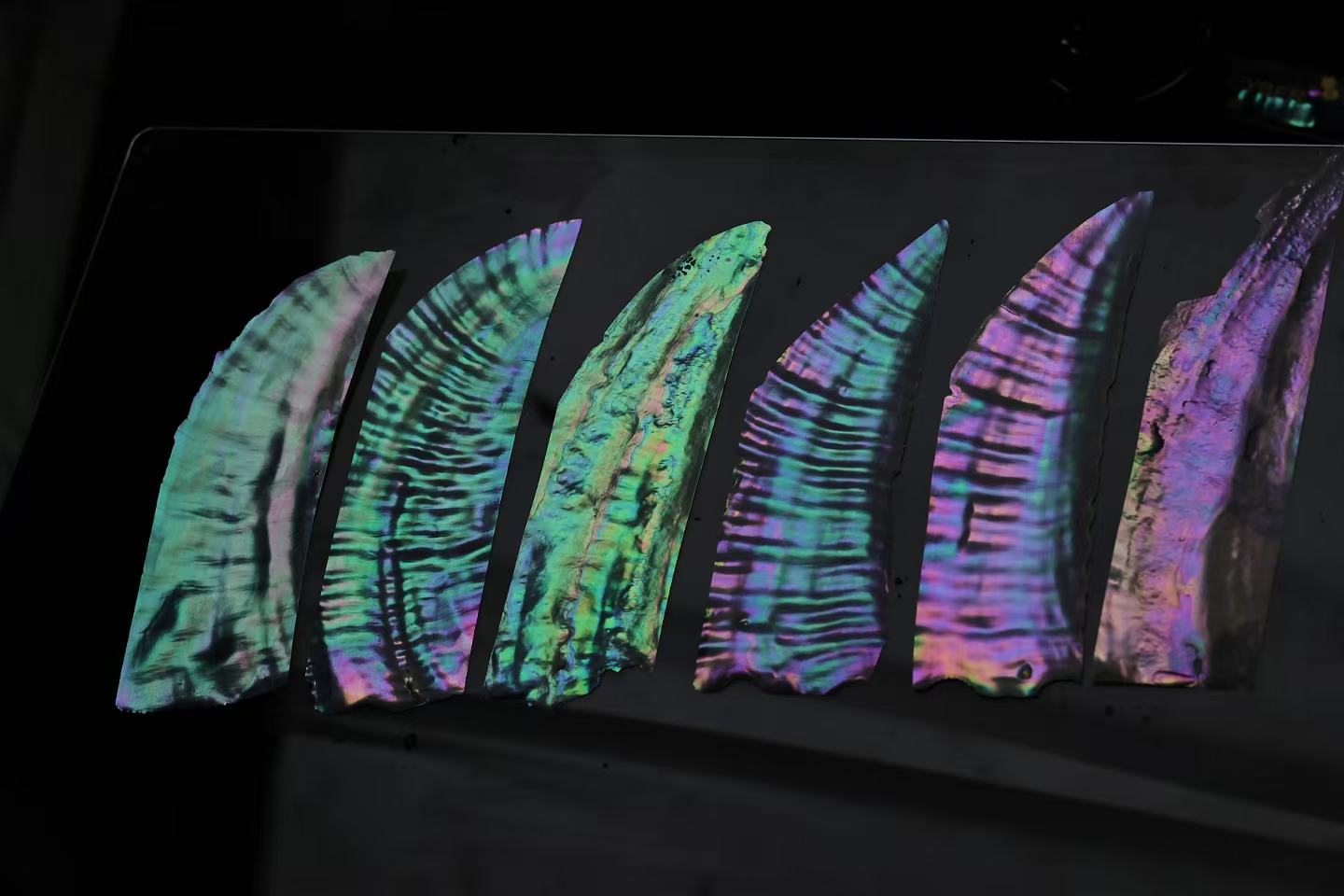 Seven iridescent abalone shell pieces arranged on a dark surface