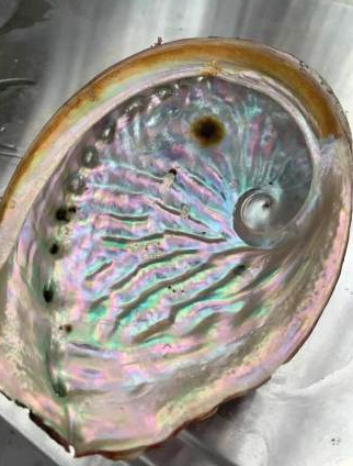 Interior of abalone shell showing iridescent nacre