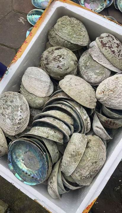 Box of raw harvested abalone shells